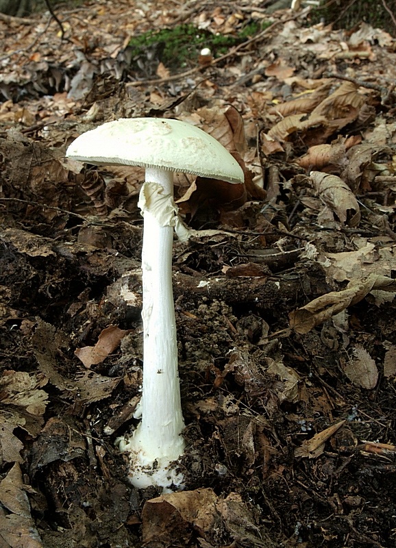 muchotrávka citrónovožltá Amanita citrina Pers.