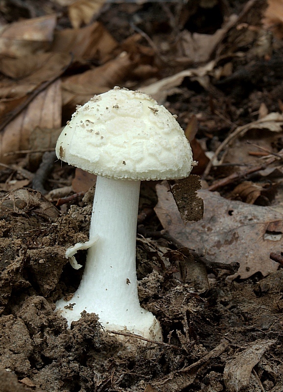 muchotrávka citrónovožltá Amanita citrina Pers.