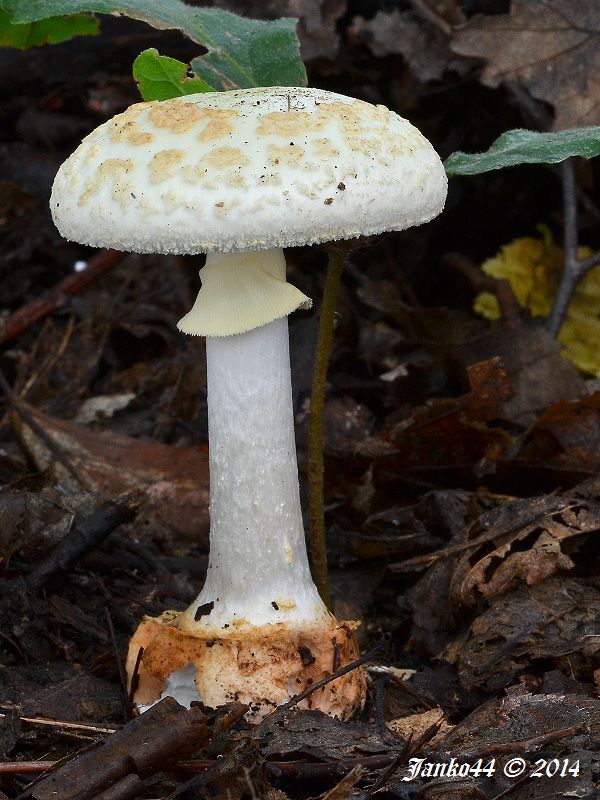 muchotrávka citrónovožltá Amanita citrina Pers.