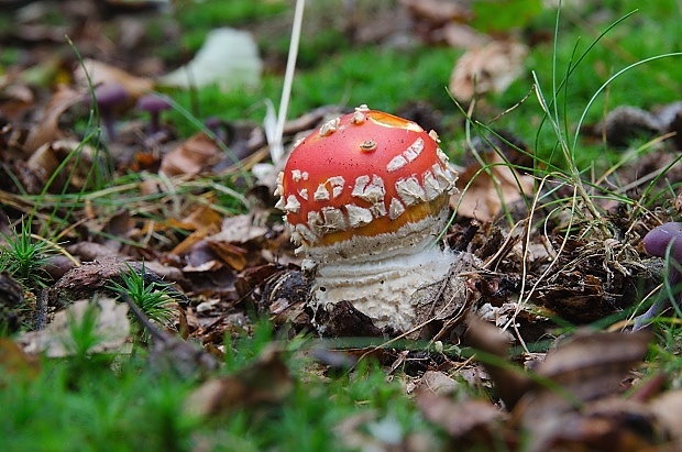 muchotrávka červená Amanita muscaria (L.) Lam.