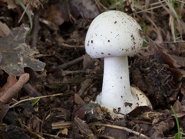 muchotrávka zelená Amanita phalloides (Vaill. ex Fr.) Link