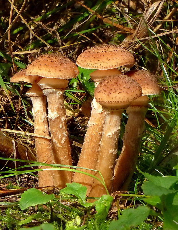 podpňovka tmavá Armillaria ostoyae (Romagn.) Herink