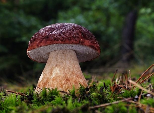 hríb sosnový Boletus pinophilus Pil. et Dermek in Pil.