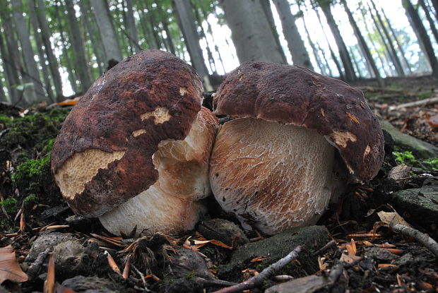 hríb sosnový Boletus pinophilus Pil. et Dermek in Pil.