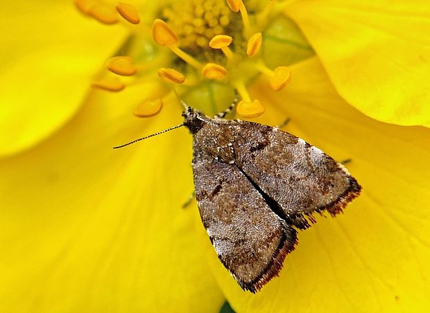 listomôľka jabloňová Choreutis pariana