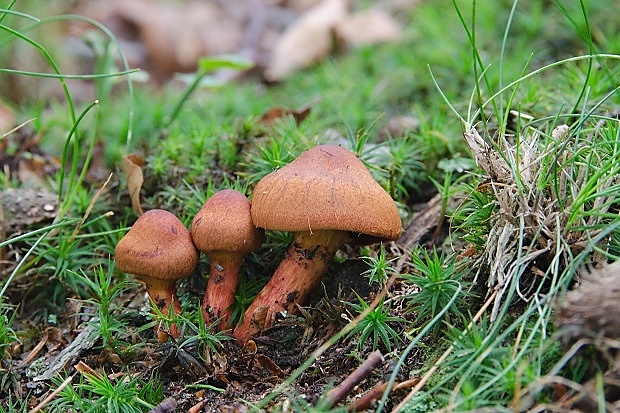 pavučinovec Cortinarius sp.