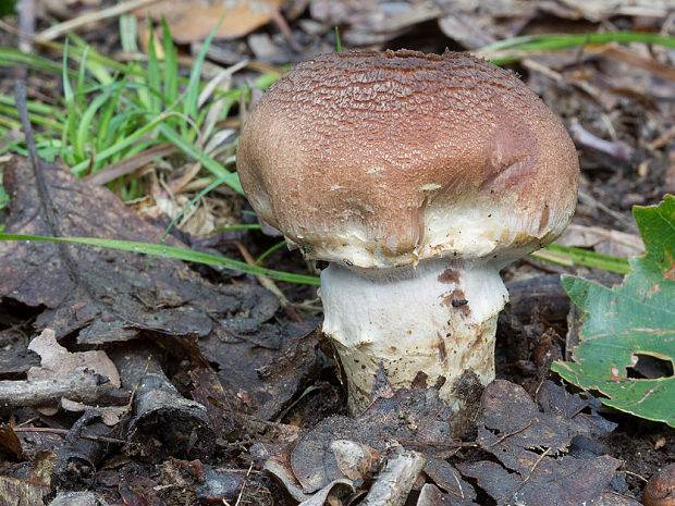 pavučinovec Cortinarius sp.