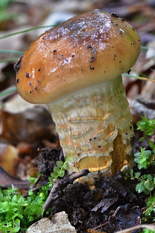 pavučinovec mazľavý Cortinarius trivialis J.E. Lange