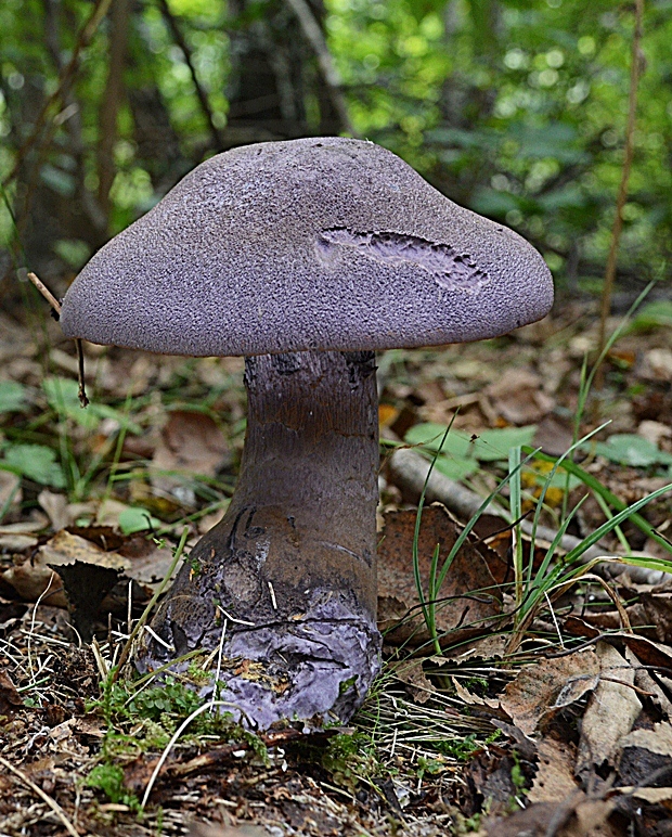 pavučinovec fialový Cortinarius violaceus (L.) Gray