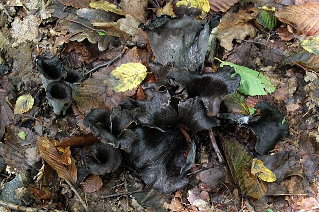 lievik trúbkovitý Craterellus cornucopioides (L.) Pers.