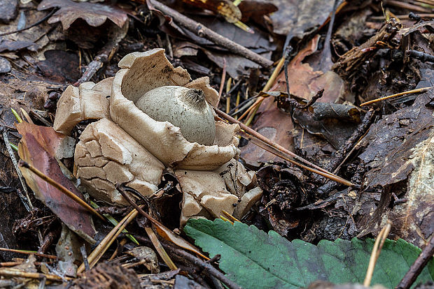 hviezdovka trojitá Geastrum cf.triplex Jungh.