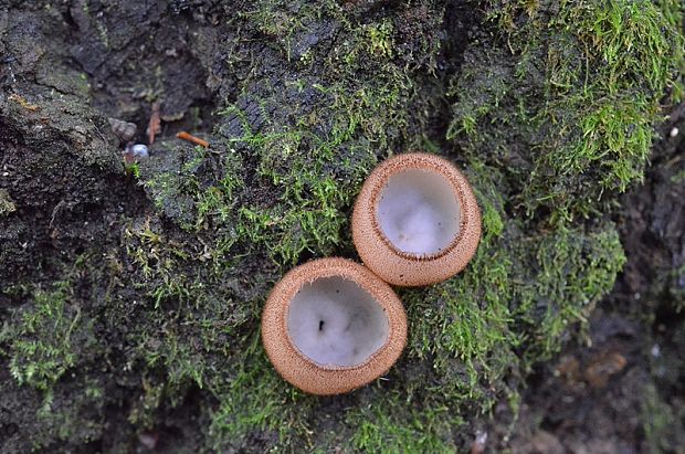 humária polguľovitá Humaria hemisphaerica (F.H. Wigg.) Fuckel