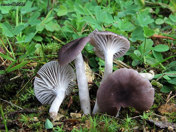 lúčnica Hygrocybe cf. radiata Arnolds