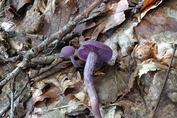 lakovka ametystová Laccaria amethystina (Huds.) Cooke