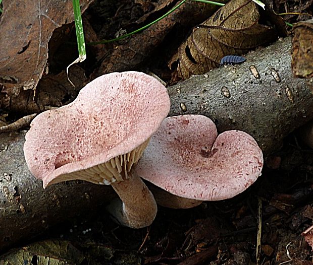 rýdzik fialovkastý Lactarius lilacinus (Lasch) Fr.