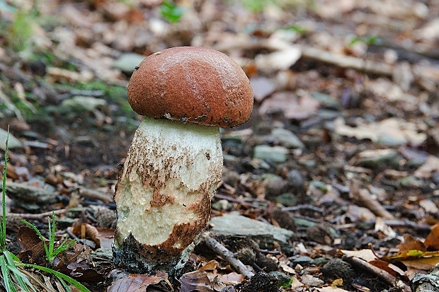 kozák dubový Leccinum aurantiacum (Bull.) Gray