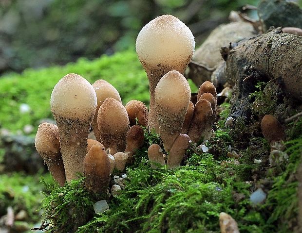 prášnica hruškovitá Lycoperdon pyriforme Schaeff.