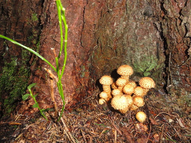 šupinovka šupinatá Pholiota squarrosa (Vahl) P. Kumm.