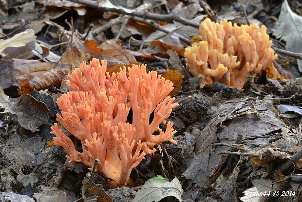 strapačka lososovoružová Ramaria subbotrytis (Coker) Corner