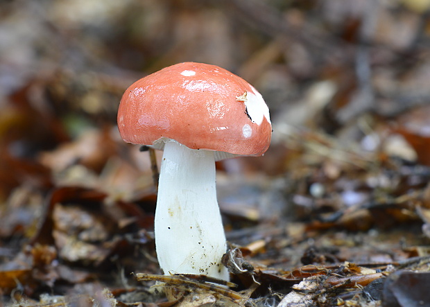 plávka Russula sp.