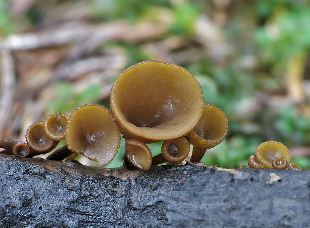 terčovka Rutstroemia sp.