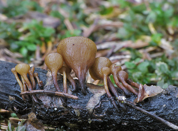 terčovka Rutstroemia sp.