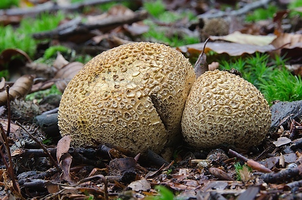 pestrec obyčajný Scleroderma citrinum Pers.