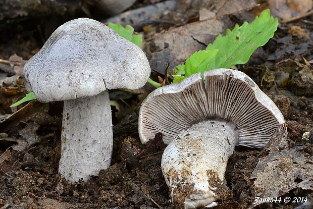 čírovka tigrovaná Tricholoma pardinum (Pers.) Quél.