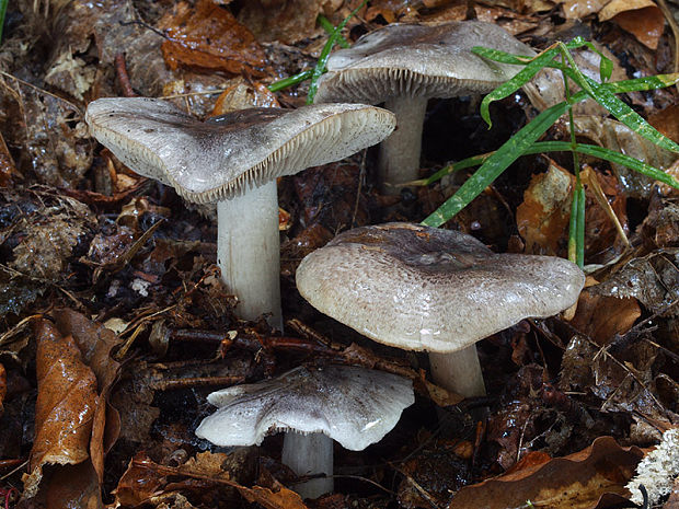 čírovka buková Tricholoma sciodes (Pers.) C. Martín