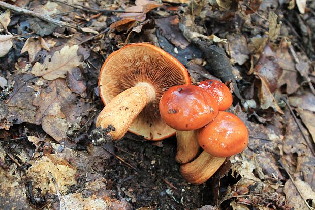 čírovka Tricholoma sp.