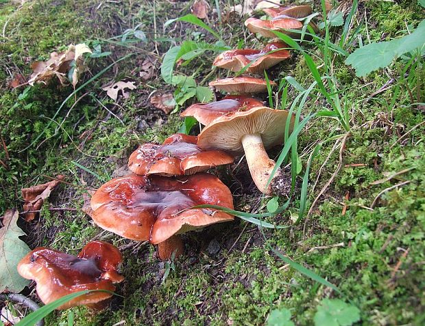 čírovka slizká Tricholoma ustaloides Romagn.