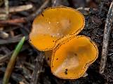 spooneromyces