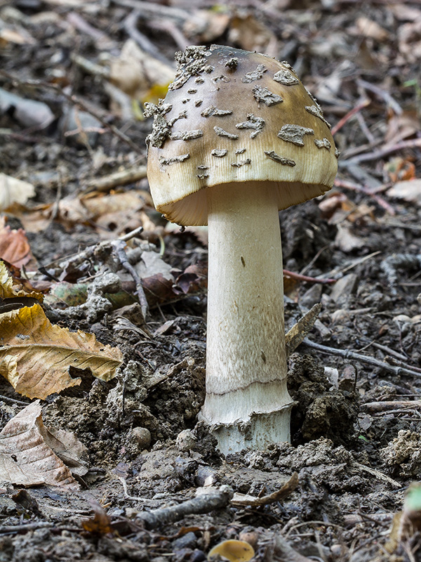 muchotrávka chrastavá Amanita ceciliae (Berk. & Broome) Bas