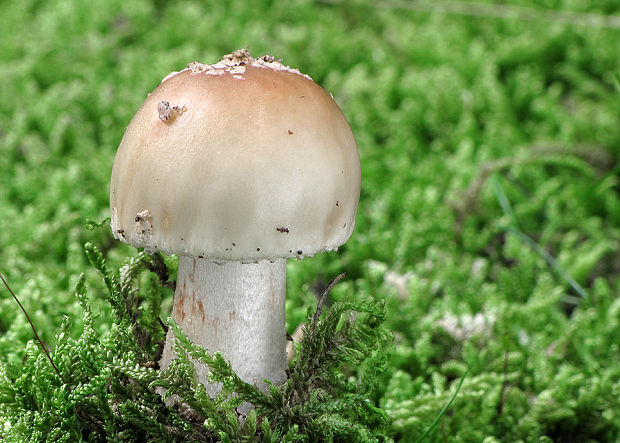 muchotrávka červenkastá Amanita rubescens Pers.