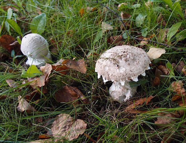 muchotrávka šiškovitá Amanita strobiliformis Gonn. & Rabenh.