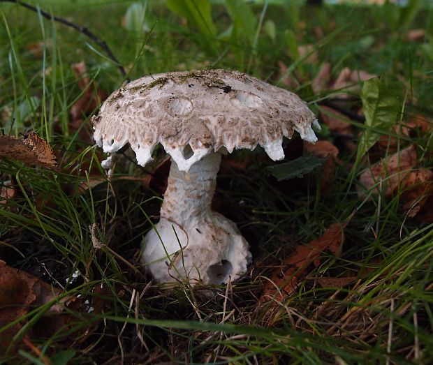 muchotrávka šiškovitá Amanita strobiliformis Gonn. & Rabenh.