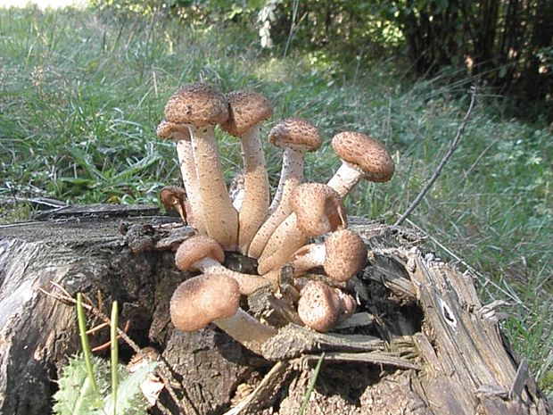 podpňovka tmavá Armillaria ostoyae (Romagn.) Herink