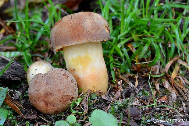 zlatohríb úhľadný Aureoboletus gentilis (Quél.) Pouzar