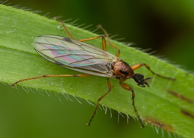 mušica Bibio clavipes