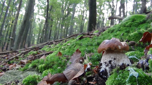 hríb smrekový  Boletus edulis var. clavipes