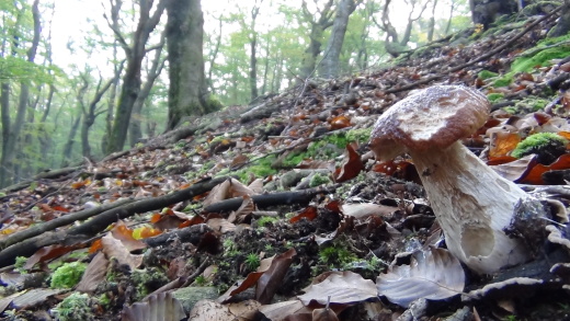 hríb smrekový Boletus edulis Bull.