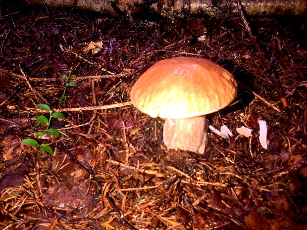 hríb smrekový Boletus edulis Bull.