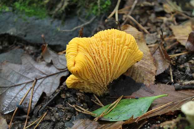 kuriatko Cantharellus sp.