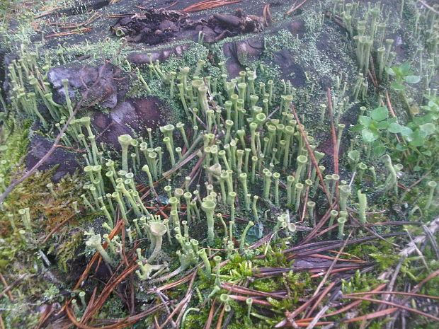 dutohlávka riasnatá Cladonia fimbriata (L.) Fr.