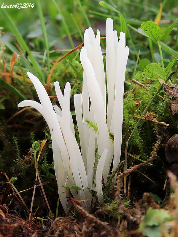 kyjačik Clavaria sp.