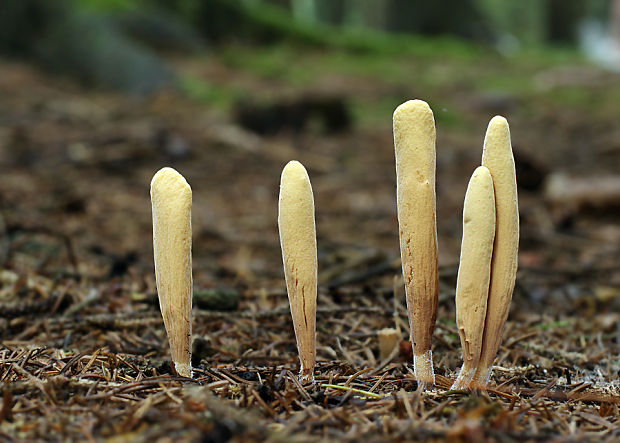 kyjak jazykovitý Clavariadelphus ligula (Schaeff.) Donk