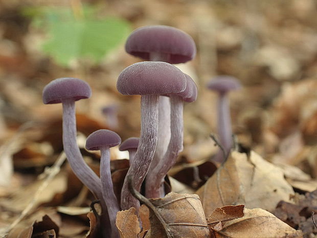 lakovka ametystová Laccaria amethystina (Huds.) Cooke