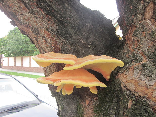 sírovec obyčajný Laetiporus sulphureus (Bull.) Murrill