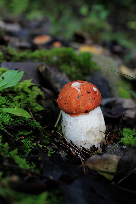 kozák osikový Leccinum albostipitatum den Bakker & Noordel.