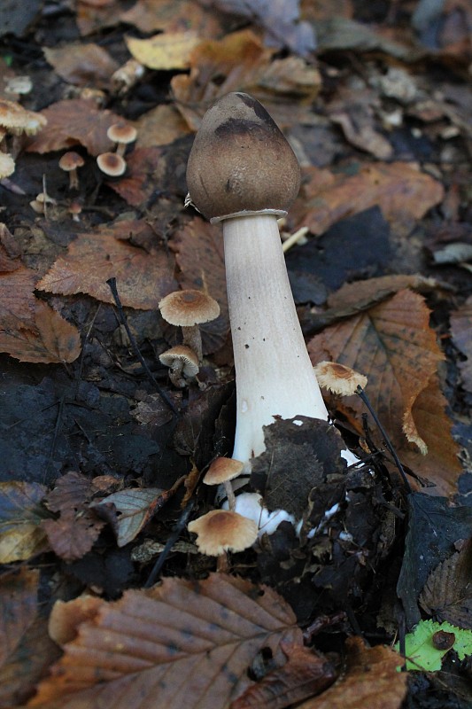 bedľa vysoká Macrolepiota procera (Scop.) Singer